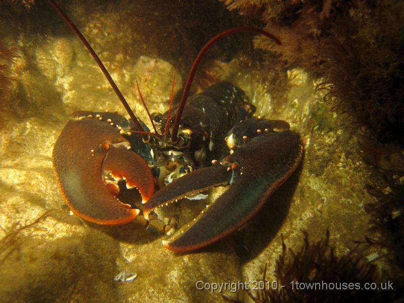 IMG_0577.JPG - Common lobster - Homarus gammarus