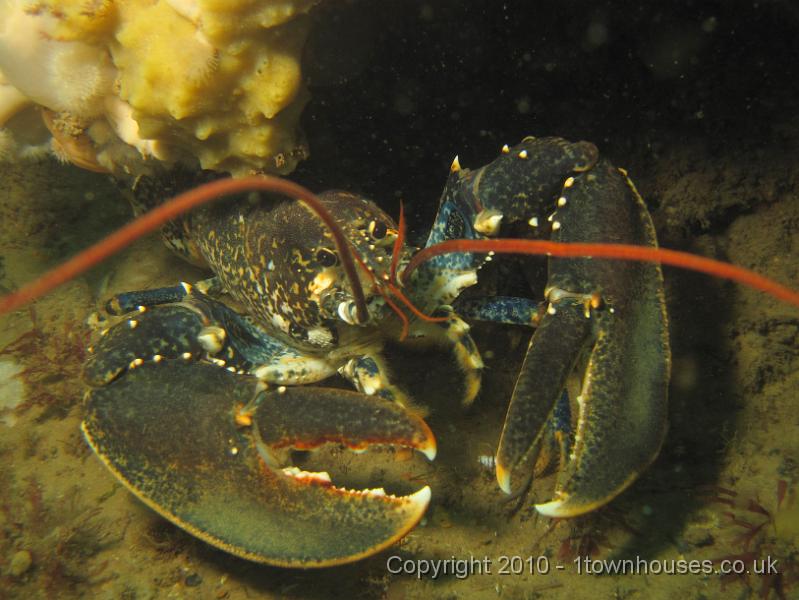 IMG_0420.JPG - A Common lobster - Homarus gammarus - has a nose at us