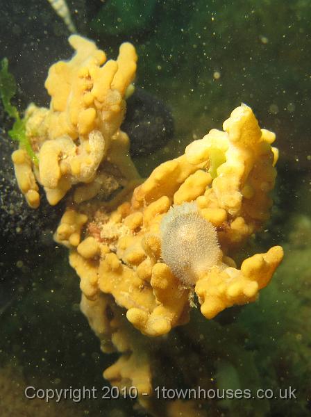 IMG_0444.JPG - Onchidoris pillosa - a white slug which looks like a scottie dog clambering over some lively Breadcrumb sponge - Halichondria panicea