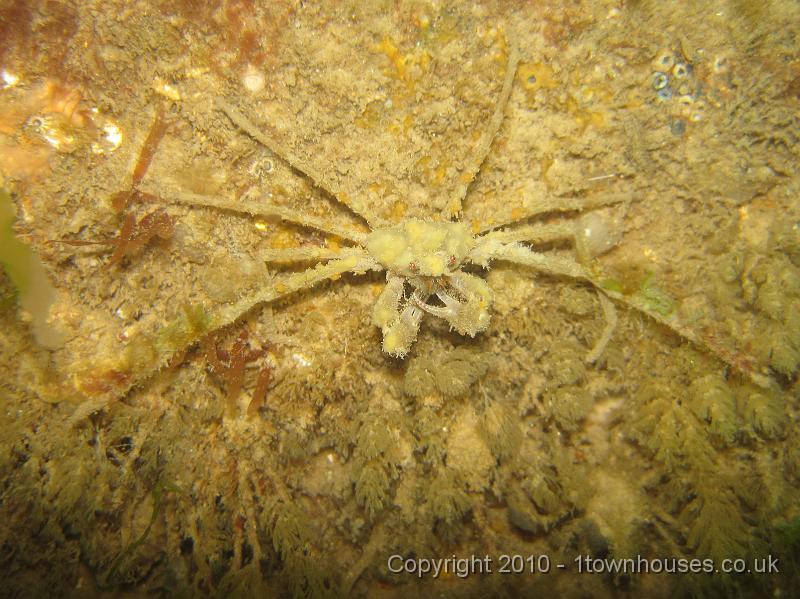 IMG_0609.JPG - A Sponge spider crab - Inachus spp - chews his fingernails on a bed of mixed Bugula spp bryozoans
