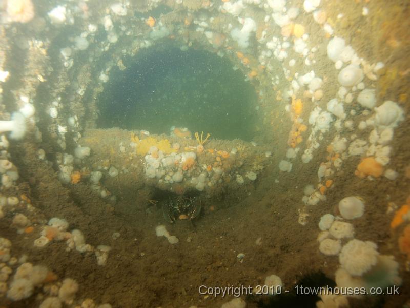 P8023113.jpg - Looking into the boiler, with its happy community of Common lobster - Homarus gammarus - Breadcrumb sponge - Halichondria panicea - and Mermaids glove sponge - Haliclona oculata