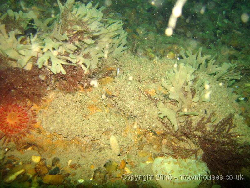 IMG_0863.JPG - The uninteresting beige stuff in the middle is actually a mass of sea squirts - Molgula spp - which covered everything not already covered in mussels