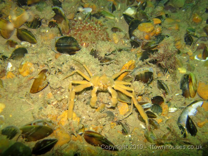IMG_0877.JPG - A little sponge spider crab - Inachus spp - tries to frighten me away. There are several brittlestars poking out of the mussel bed too.