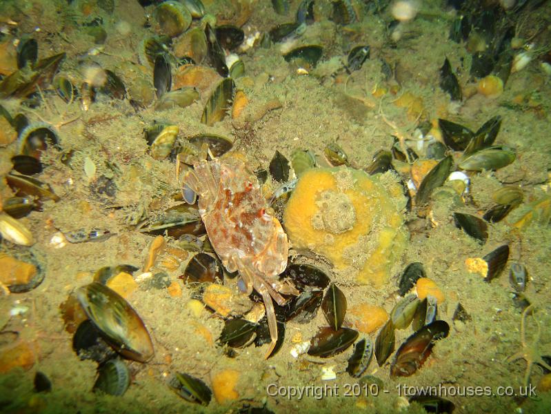 IMG_0878.JPG - A Harbour crab - Liocarcinus depurator - pretends to be interested in some Breadcrumb sponge - Halichondria panicea