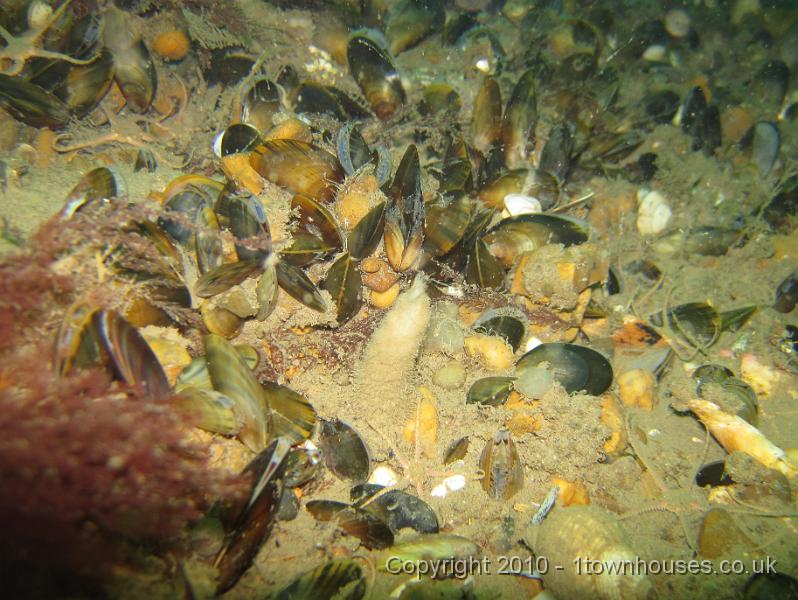 IMG_0880.JPG - A Brittlestar attempting to scale the mighty Vase sponge - Scypha ciliata whilst the mussels look on.