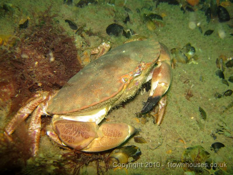 IMG_0888.JPG - An Edible crab - Cancer pagurus - looks shifty as always on being caught out in the open.