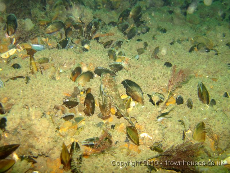 IMG_0889.JPG - A tiny Dragonet - Callionymus lyra - rests on mussel. Look at all the squirts poking out of the sediment!