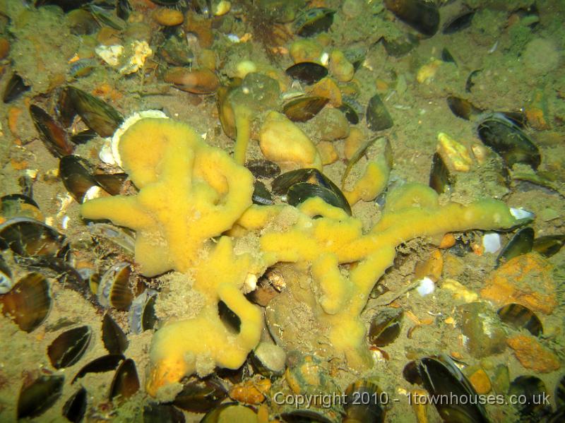 IMG_0900.JPG - The Breadcrumb sponge - Halichondria panicea - goes mental!