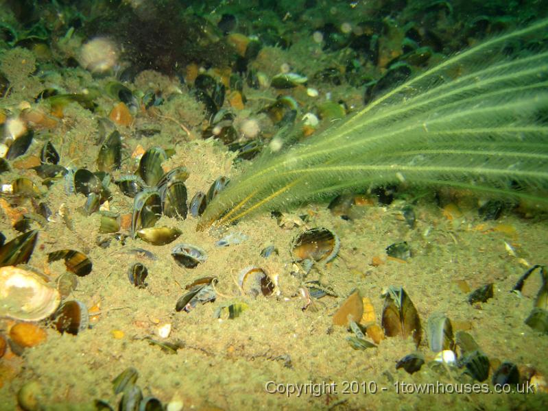 IMG_0902.JPG - If you have really good eyesight (or imagination), you'll be able to make out the tiny nudibranch - Eubranchus tricolor - at the base of the Antenna hydroid - Nemertesia antennina