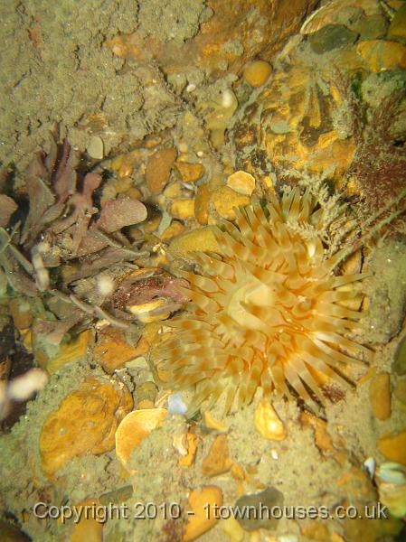 IMG_0917.JPG - A different colourway; an orange Dahlia anemone - Urticina felina - next to some purple Hornwrack - Flustra foliacea