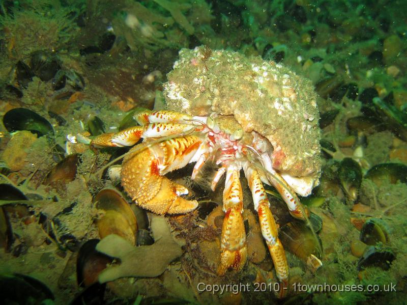 IMG_0918.JPG - A nice chunky Hermit crab - Pagurus bernhardus - carrying a mixed crowd of barnacles around