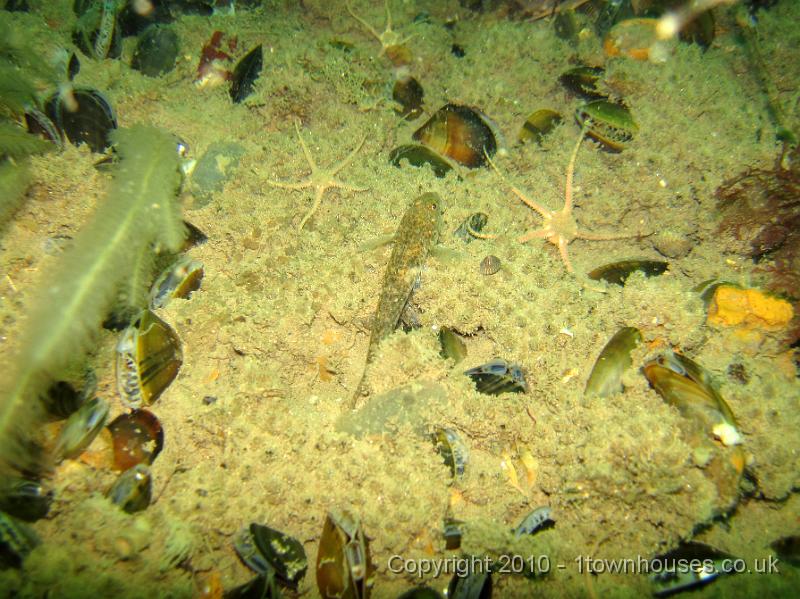 IMG_0921.JPG - A Sand goby - Pomatoschistus minutus - pretends it can't see us.