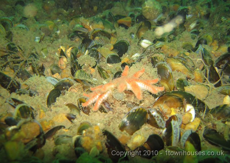 IMG_0924.JPG - The little nudibranchs really liked the Sunstars, and were always stuck on one if an Antenna hydroid wasn't available. A sandmason - Lanice conchilega - looks on askance.