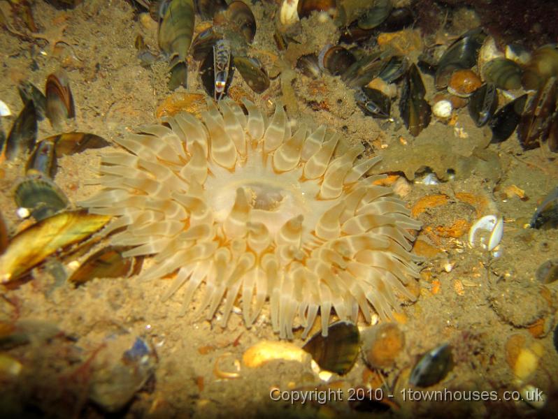 IMG_0930.JPG - A sort of flesh coloured Dahlia in amongst the mussels