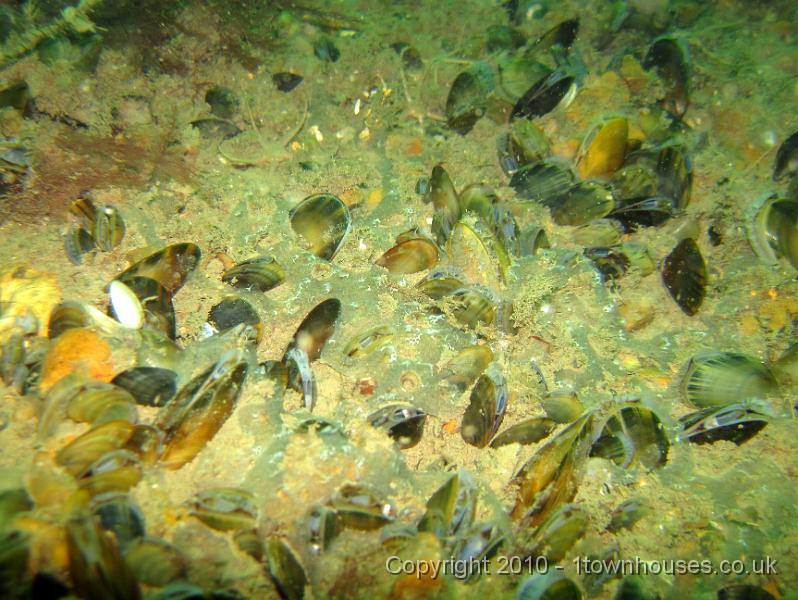 IMG_0932.JPG - A sheet of communal sea squirt - Diplosoma spongiforme - covered all the spaces not allready taken