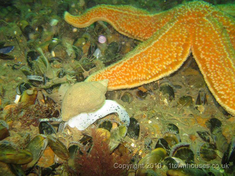 IMG_0942.JPG - A common whelk - Buccinum undatum - gallops away from a common starfish - Asterias rubens.