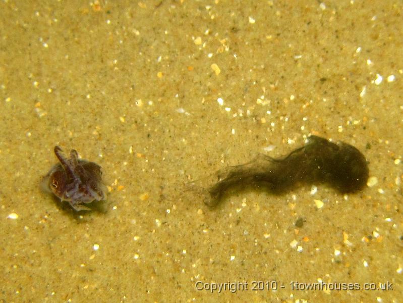 IMG_0846-1.JPG - The highlight of the day was spotting Little Cuttlefish - Sepiola atlantica XXX - hunting over the sand.