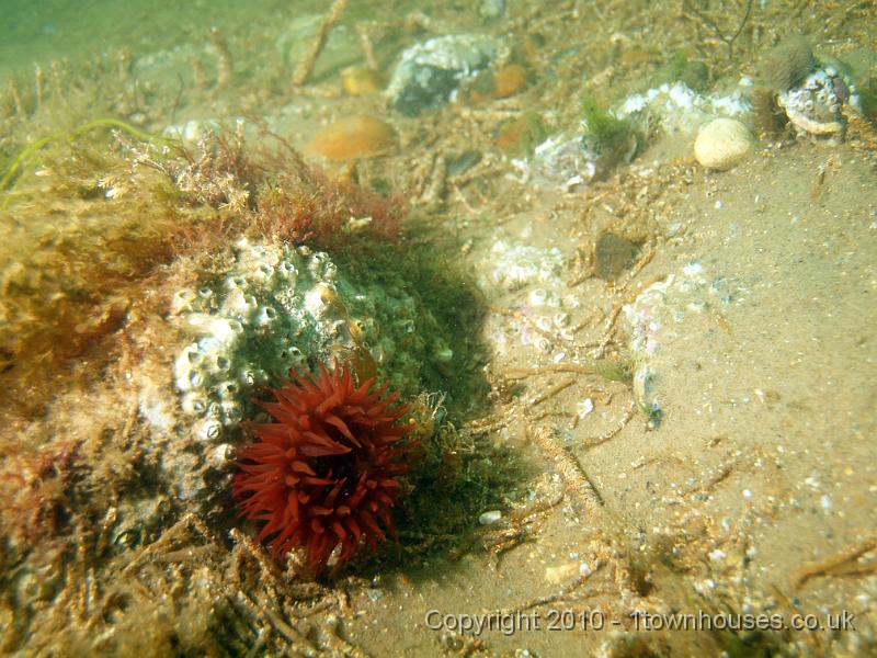 PS162341.JPG - The chalk starts gradually, 50-100m from the waters edge. The wildlife starts straight away. Beadlet anemone, barnacles and sand mason worms.