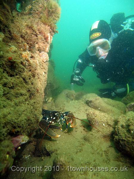 PS162415.JPG - They are home to the usual Norfolk natives. Common lobster - Homarus gammarus
