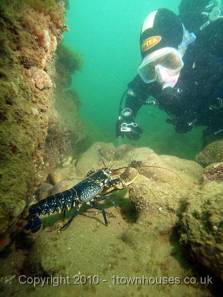 PS162416.JPG - Who are quite interested in visitors - Common lobster - Homarus gammarus