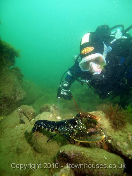 PS162420.JPG - Most of the lobsters - Homarus gammarus - out on the gullies were fairly small...
