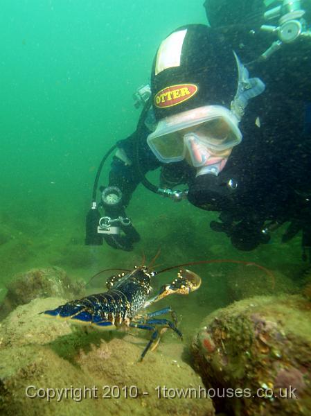 PS162421.JPG - ... but still quite fiesty. Common lobster - Homarus gammarus