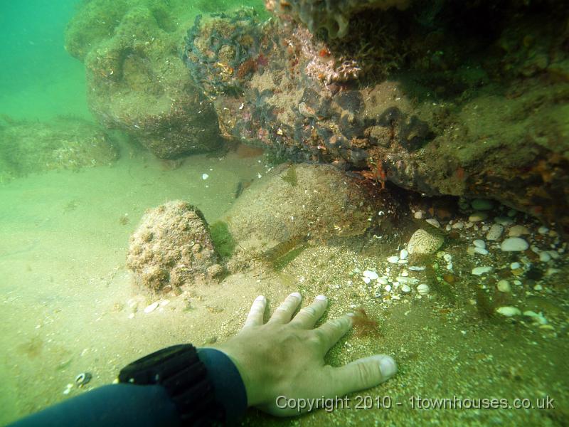 PS162437.JPG - Under the big rock there were lots of Common prawns - Paleamon serratus - who were only mildly interested in cleaning my hand