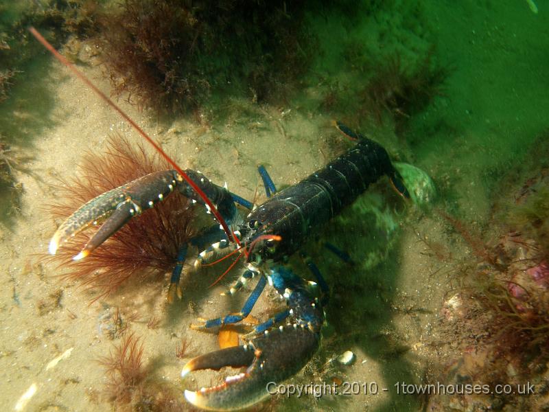 PS162463.JPG - Arrrhhh!! Another lobster - Homarus gammarus