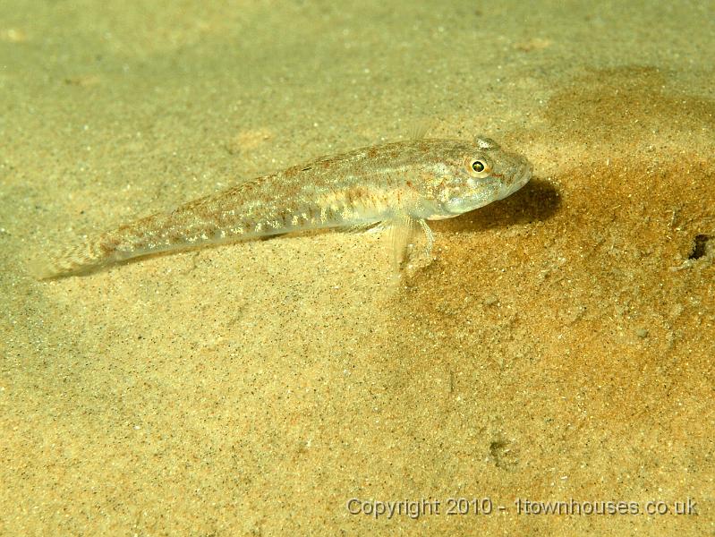 PS082101.JPG - A sand goby - Pomatoschistus minutus