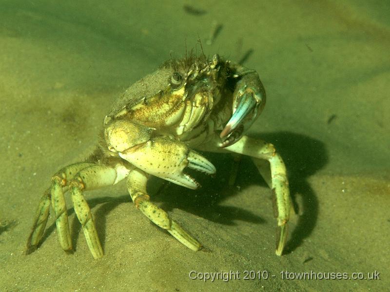 PS082106.JPG - A Shore crab - Carcinus maenas - tries to look appealing