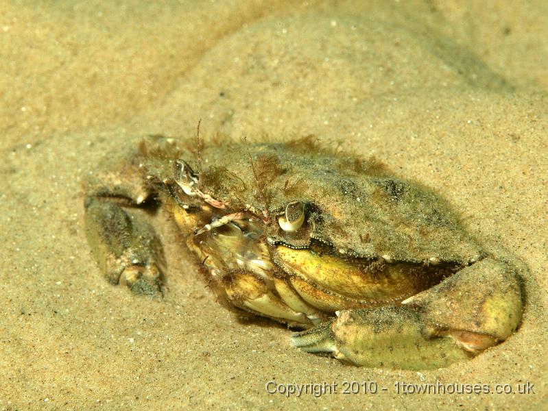 PS082108.JPG - The Shore crab - Carcinus maenas - gives up and goes back to bed