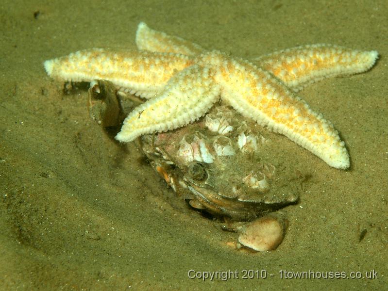 PS082112.JPG - Another  Shore crab - Carcinus maenas lurks beneath a Common starfish - Asterias rubens