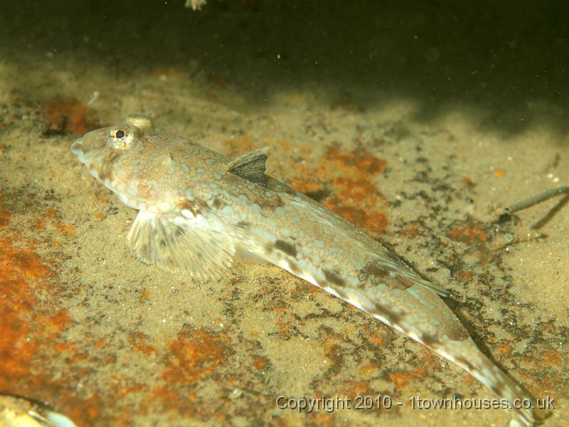 PS082116.JPG - A rather nice little Dragonet - Callionymus lyra - rests on the wreckage.