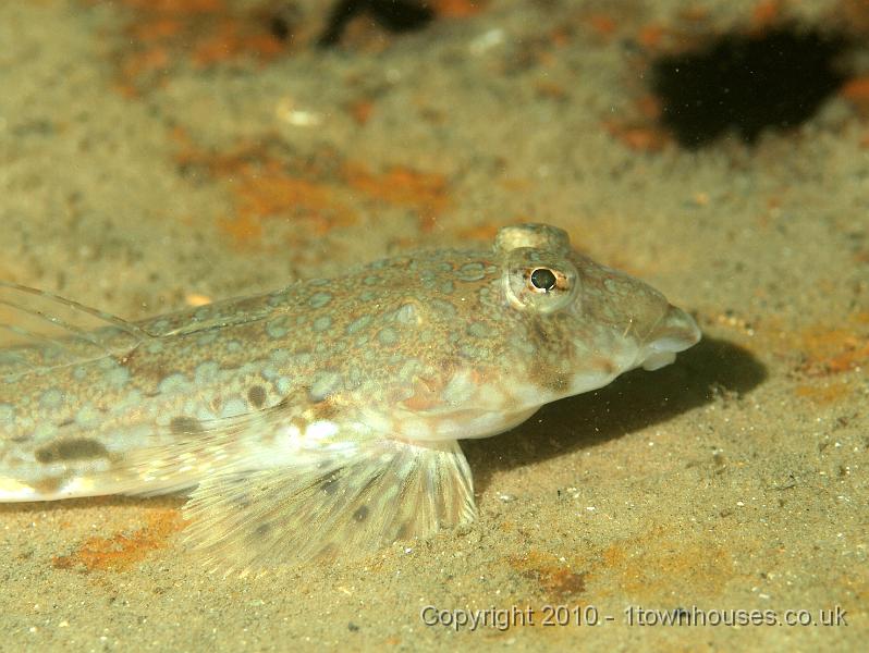 PS082118.JPG - Portrait of a Dragonet - Callionymus lyra