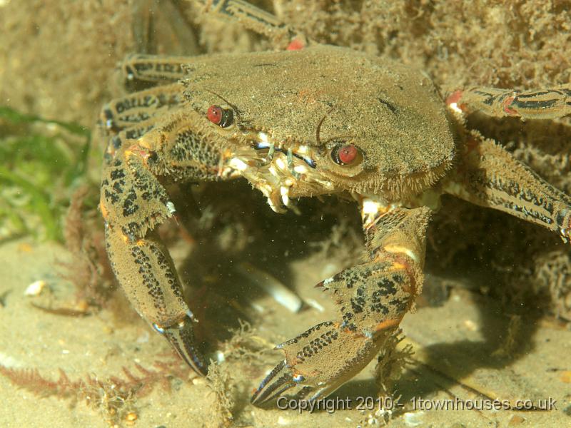 PS082121.JPG - Come on then if you think you're hard enough! A Velvet swimming crab - Necora puber - lives up to his reputation