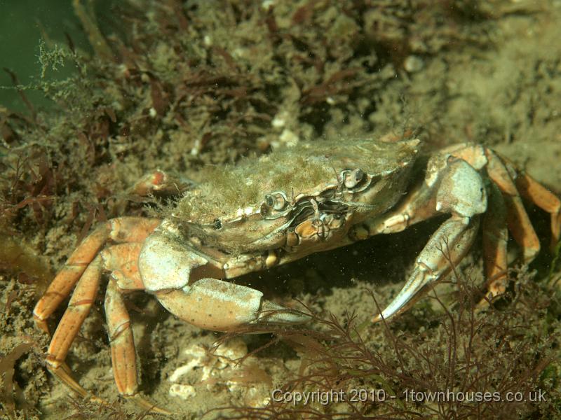 PS082124.JPG - I'm not hard enough! A Shore crab - Carcinus maenas - exits right
