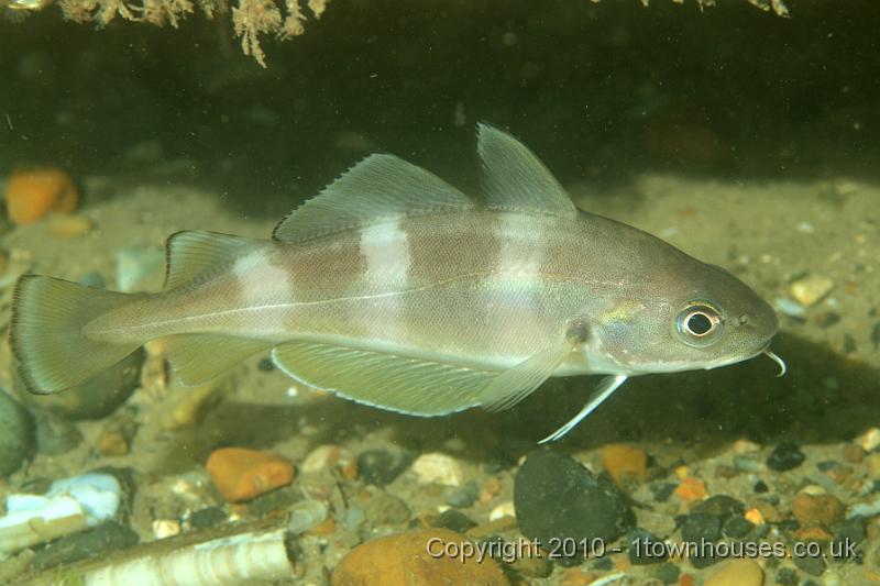 PS082129.JPG - Bib - Trisopterus luscus