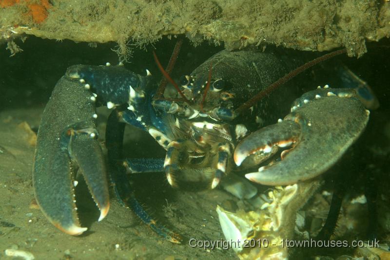 PS082136.JPG - A Common lobster - Homarus gammarus - who has been recently dining on crab