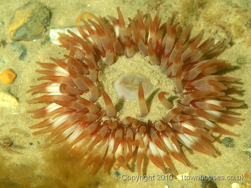 PS082140.JPG - Dahlia anemone - Urticina felina - finding life a bit sandy