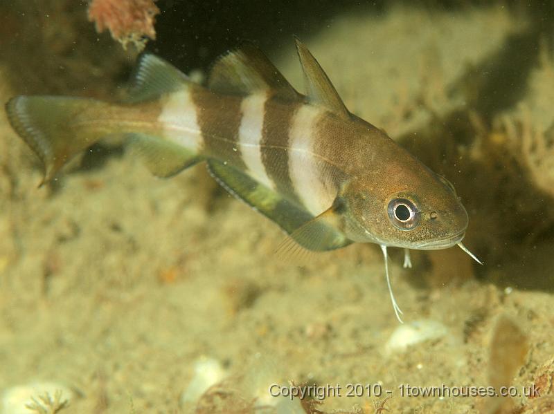 PS082154.JPG - Bib - Trisopterus luscus
