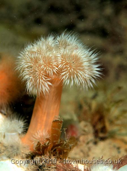 PS082168.JPG - Plumose anemone - Metridium senile - a nice tall one
