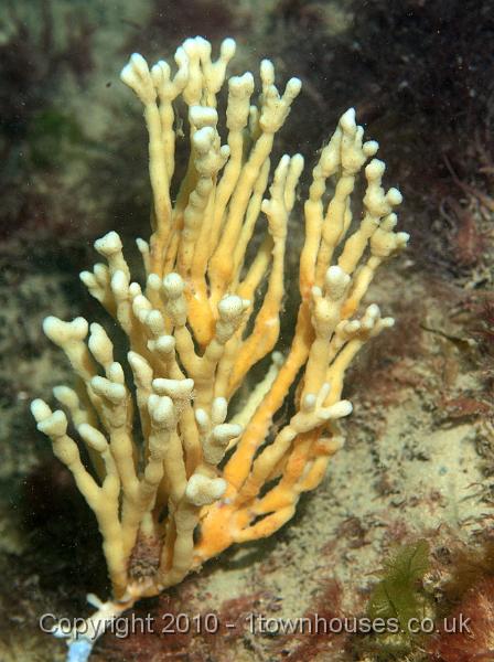 PS082173.JPG - Mermaids glove sponge - Haliclona oculata