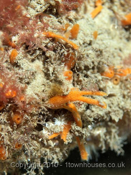 PS082174.JPG - Rather nice Shredded carrot sponge - Amphilectus fucorum - it almost looks like sparkly spun glass