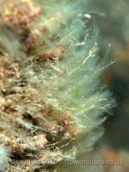 PS082186.JPG - A feathery hydroid sheltering some Skeleton shrimps - Caprella spp