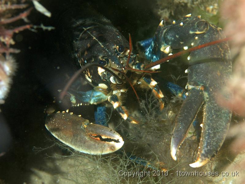 PS082190.JPG - A Common lobster - Homarus gammarus