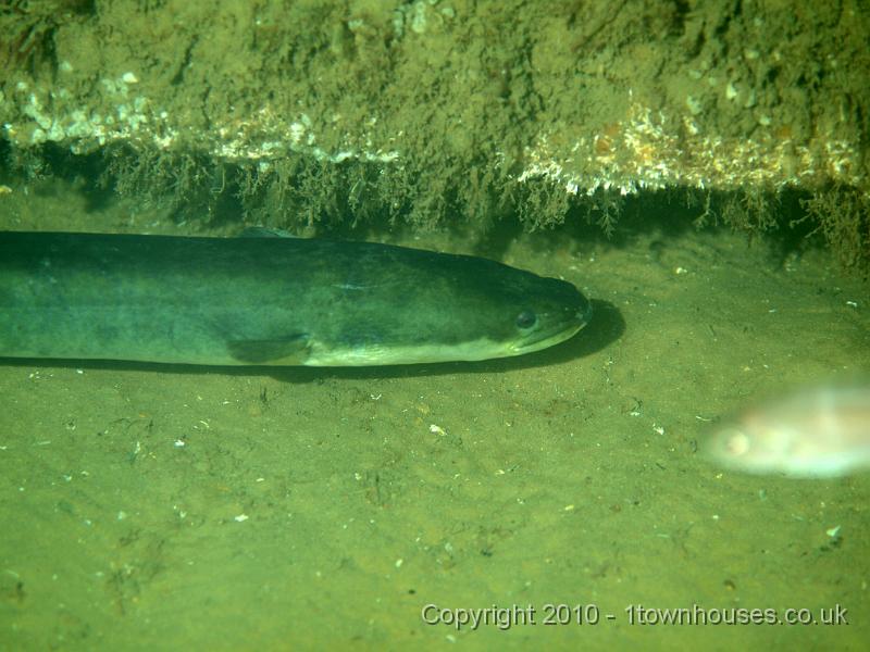 PS082213.JPG - A large Common eel - Anguilla anguilla - zips by
