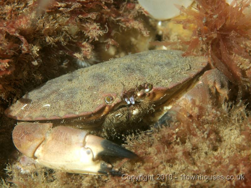 PS082225.JPG - Edible crab - Cancer pagurus - looking like my old art teacher