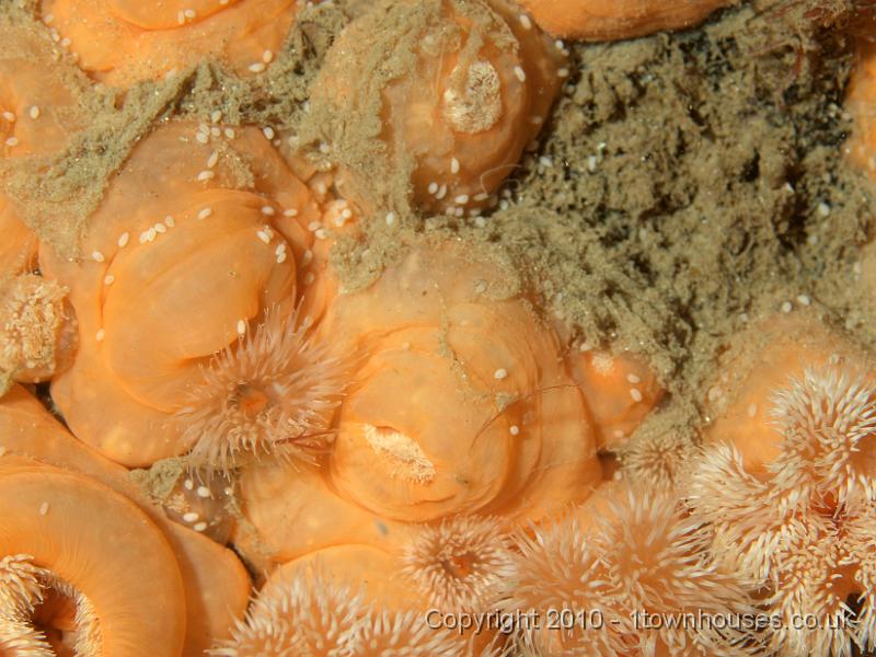 PS082231.JPG - Some closed Plumose anemones - Metridium senile - covered in mystery eggs