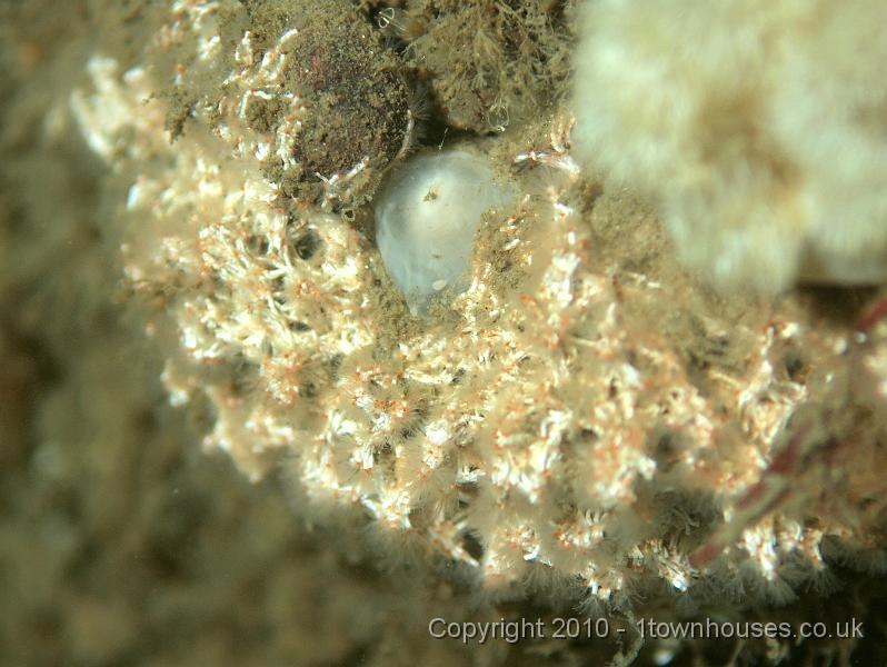 PS082238.JPG - Coral worms - Filograna implexa - a tiny colonial fanworm