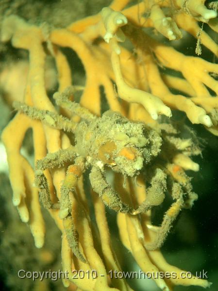 PS082240.JPG - Mermaids glove sponge - Haliclona oculata - with a Sponge spider crab - Inachus spp - desperately trying to be part of it